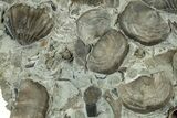 Multiple Fossil Brachiopod and Gastropod Plate - Indiana #325697-3